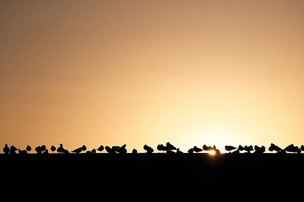 istock Seagulls in Odaiba 637296584