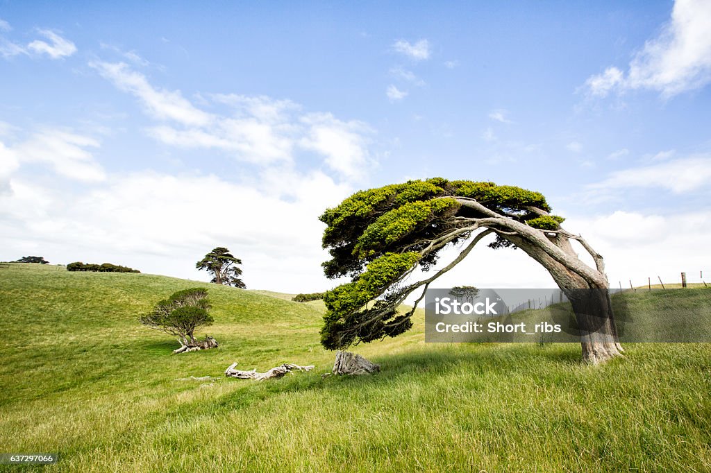 Windswept Tree  - Lizenzfrei Baum Stock-Foto