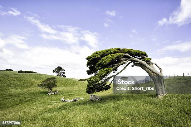 Windswept Tree Stockfoto und mehr Bilder von Baum - Baum, Wind, Verbogen