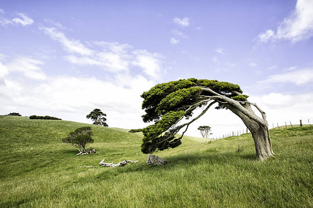 Windswept Tree Characterful windswept tree in classic New Zealand landscape  bending stock pictures, royalty-free photos & images