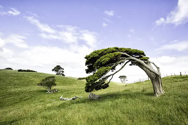 Characterful windswept tree in classic New Zealand landscape 