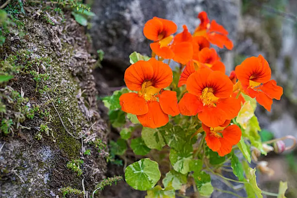 Photo of Nasturtium