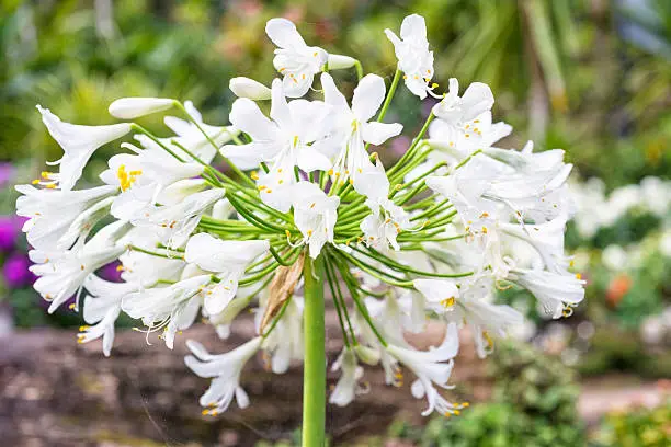 Photo of Agapanthus africanus albus