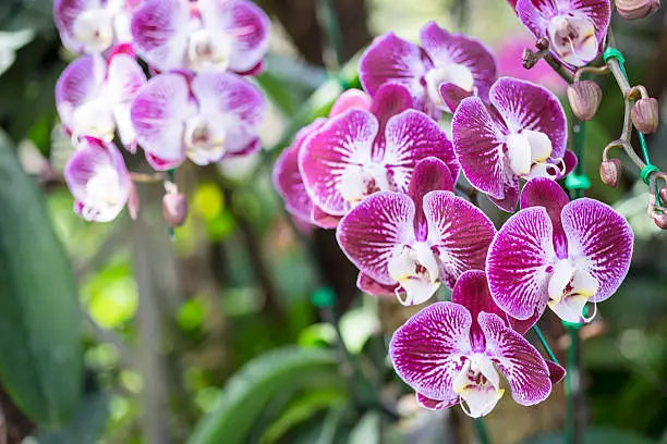 Photo of Phalaenopsis hybrid in garden