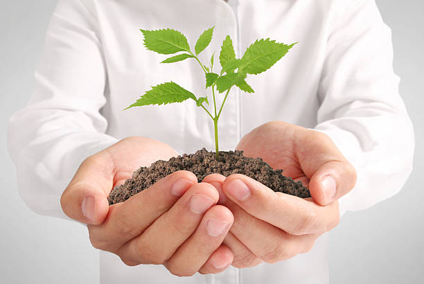 istock Concept of growing from plant in hand 637301294