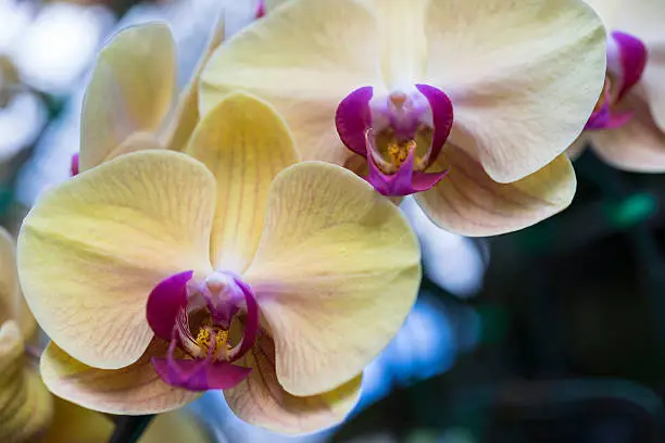 Photo of Hybrid Phalaenopsis orchid