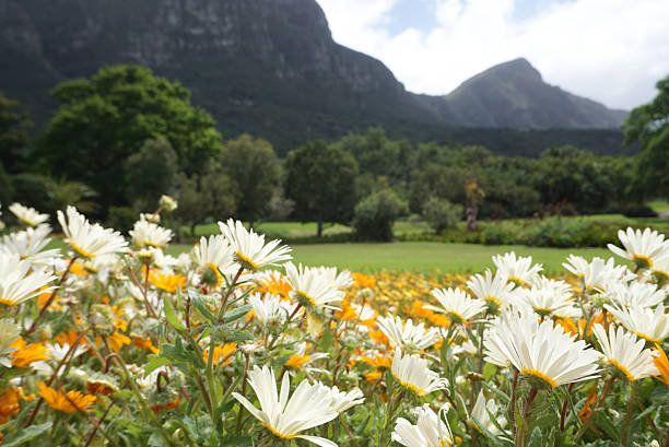 istock Beautiful flower bed landscape 637303152