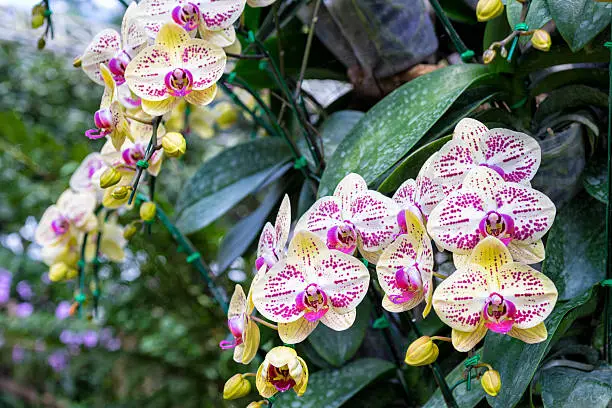 Photo of Phalaenopsis hybrid orchid