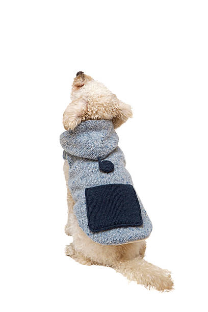 istock Cute little white poodle in dog clothes 637303748