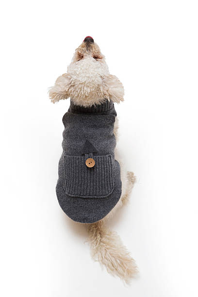 istock Cute little white poodle in dog clothes 637303758