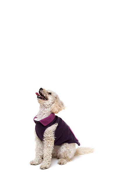 istock Cute little white poodle in dog clothes 637303764