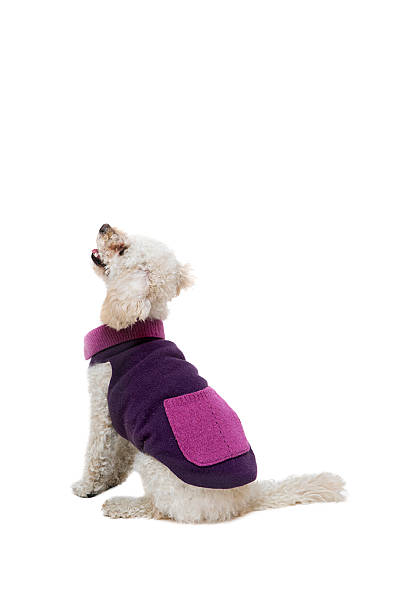 istock Cute little white poodle in dog clothes 637303770