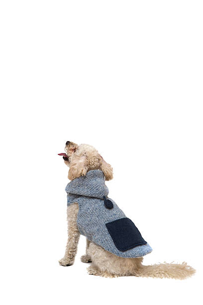 istock Cute little white poodle in dog clothes 637303784