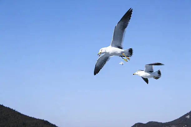 Two seagulls flying in the sky