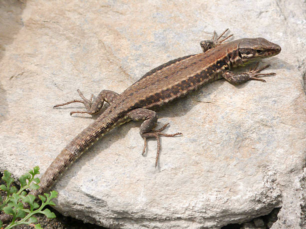 istock close up of lizard on a rock 637304362