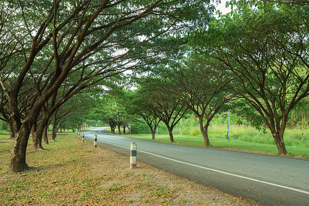 istock Country road through with Samanea saman or Big rain tree 637304586