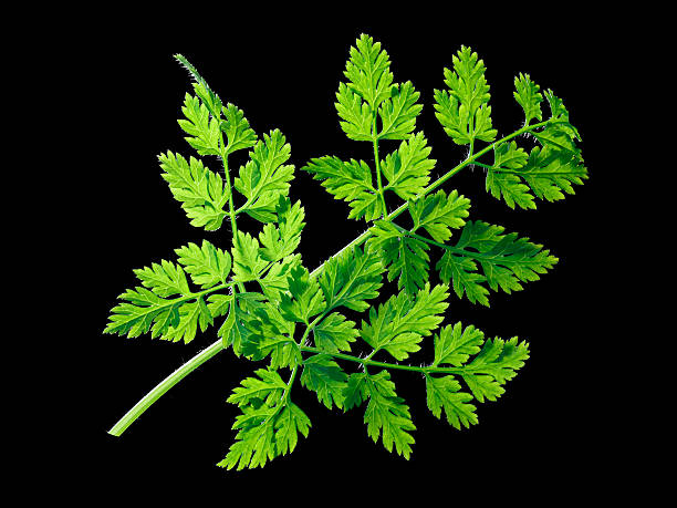 Chervil (Anthriscus cerefolium), paths Fresh chervil (Anthriscus cerefolium). Clipping path cerefolium stock pictures, royalty-free photos & images