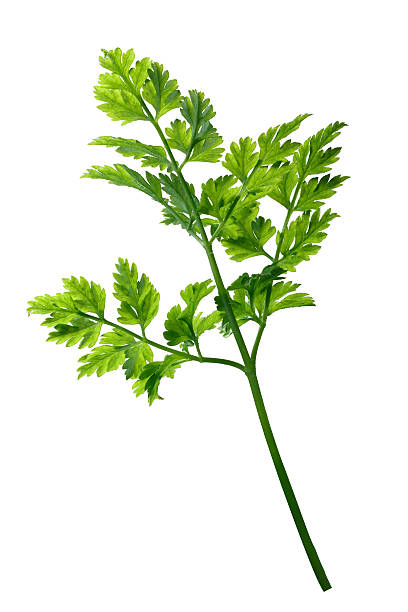 Chervil (Anthriscus cerefolium), paths Fresh chervil (Anthriscus cerefolium). Clipping path cerefolium stock pictures, royalty-free photos & images