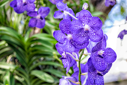 Vanda is an epiphytic orchid with a large single stem, alternate leaves strap leaved, guarter-terete or tererte leaved, similar in size of sepals and petals. Some vandas are fragrant and popular to grow as breeder collection especially this Vanda.