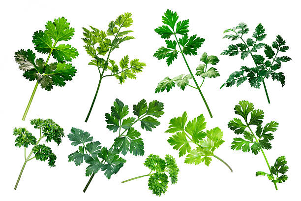 Apiaceae herbs, clipping paths Apiaceae (Umbeliferae) family herbs: parsley, cilantro, chervil.  Clipping path for each object cerefolium stock pictures, royalty-free photos & images