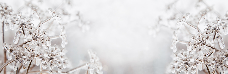 Pink rose bloom in winter covered with ice crystals