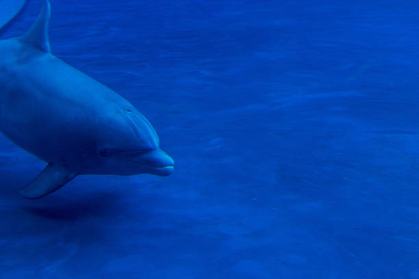 istock Dolphin swimming underwater close the surface 637309582