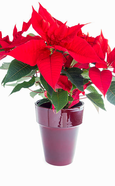 istock Poinsettia Flower in a Red Pot on White Background 637310476