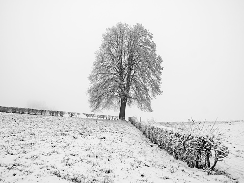Outdoor black and white photography of a single linden tree in winter dress.