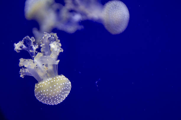 istock White jellyfish in blue ocean water 637310982