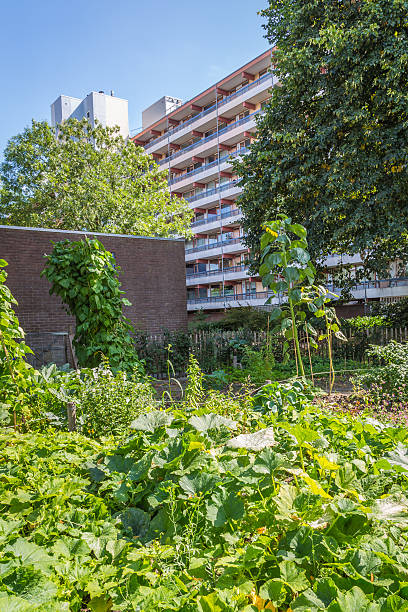 istock Urban agriculture: a vegetable garden beside an apartment buildi 637312222