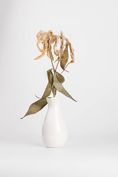 bouquet de lys mort dans un vase blanc avec fond blanc - lily pink stargazer lily flower photos et images de collection