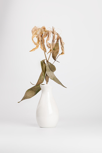 dead lily bouquet in white vase with white background