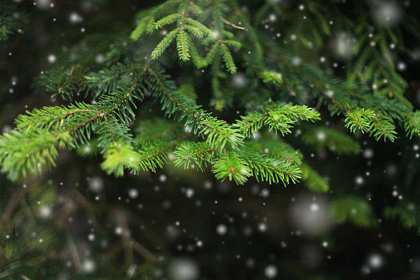 istock Fir branch and snow. 637315674