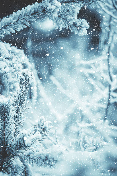 istock Winter scene - Frosted pine branches. Winter in the woods 637315682