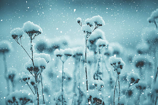 Winter scene - Frosted plant covered with snow