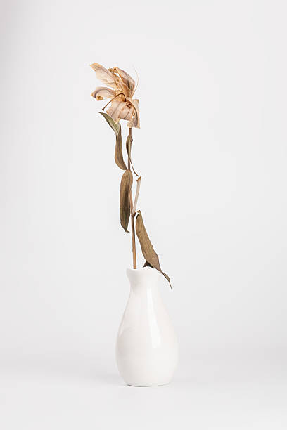白い背景を持つ白い花瓶の死んだユリの花束 - lily nature flower macro ストックフォトと画像