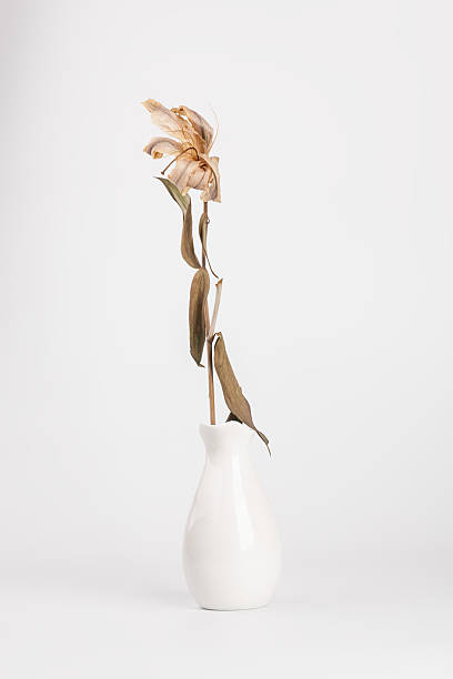 istock dead lily bouquet in white vase with white background 637316034