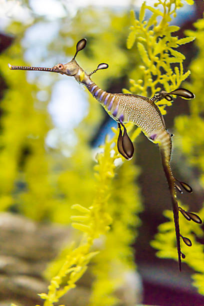 Seahorse Sea horse in front of yellow plant longsnout seahorse hippocampus reidi stock pictures, royalty-free photos & images