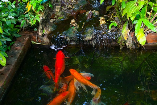 Several koi carp fish in the water in pond closeup, symbol of prosperity and money frog