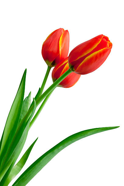 istock Red with yellow tulips 637317956