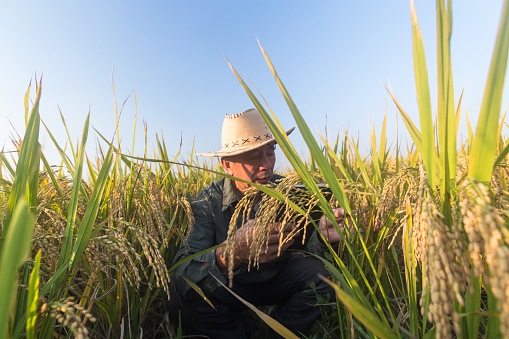 old man checking ripe rice in autumn under sun shine