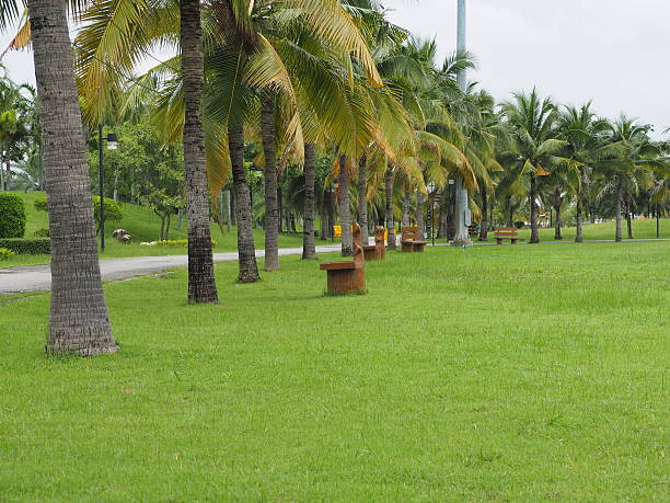 istock Coconut trees in tropical Park 637321318