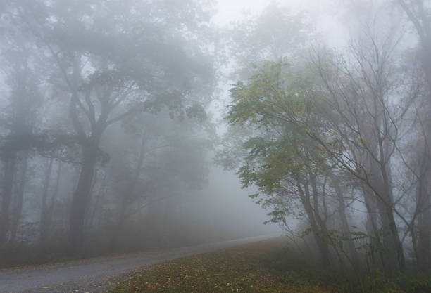 istock forest in the fog on an early morning 637321798