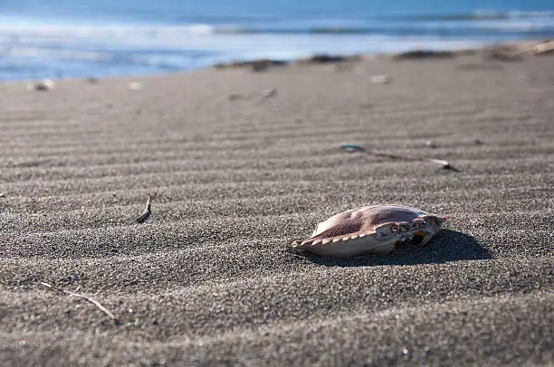 Photo of Crab skeleton on the beach