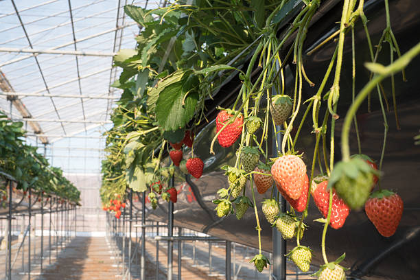 istock Strawberry in vinyl greeenhouse 637324800
