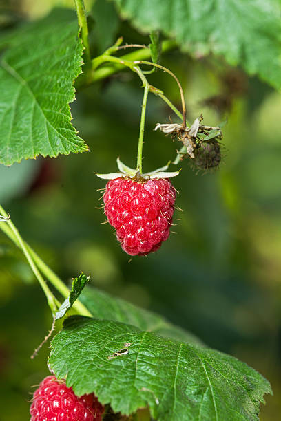 istock Raspberries. Growing Organic Berries closeup. 637324952