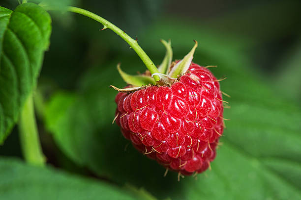 istock Raspberries. Growing Organic Berries closeup. 637325254