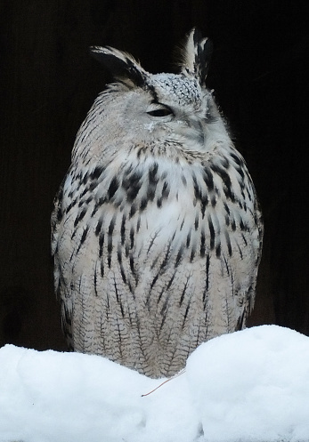 Eurasian eagle-owl in winter