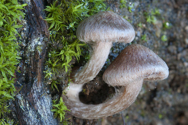 웹캡 곰팡이 - 코르티나리우스 스프 - 끈적버섯과 뉴스 사진 이미지