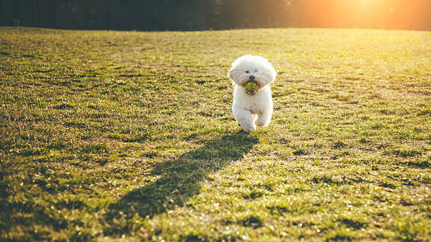 istock Bichon frise dog playing fetch 637326826